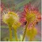 100 Pcs New Rare Colorful Drosera Peltata Potted Plant Circular Sundew Carnivorous Plants Garden