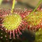 100 Pcs New Rare Colorful Drosera Peltata Potted Plant Circular Sundew Carnivorous Plants Garden
