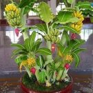 30 Pcs Dwarf Banana Seeds