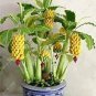 30 Pcs Dwarf Banana Seeds