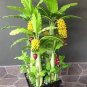 30 Pcs Dwarf Banana Seeds