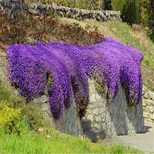 100 Pcs Creeping Thyme Seeds or Blue ROCK CRESS Seeds
