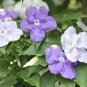 20 Pcs New a Bag Rare Deep Blue Brunfelsia