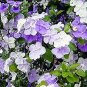 20 Pcs New a Bag Rare Deep Blue Brunfelsia