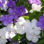20 Pcs New a Bag Rare Deep Blue Brunfelsia