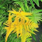 100 Pcs Garden Fern Seeds Rare Creeper Vines Grass Seed
