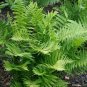 100 Pcs Garden Fern Seeds Rare Creeper Vines Grass Seed
