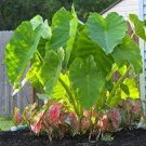 20 Pcs Green Giant Taro seeds Indoor 20 Pcs Green Giant Taro seeds Indoor