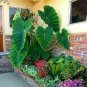 20 Pcs Green Giant Taro seeds Indoor