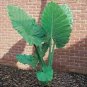 20 Pcs Green Giant Taro seeds Indoor