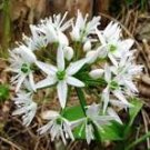 50 Pcs Ramsons, Wild Garlic seeds 50 Pcs Ramsons, Wild Garlic seeds