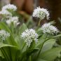 50 Pcs Ramsons, Wild Garlic seeds