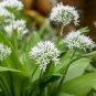 50 Pcs Ramsons, Wild Garlic seeds