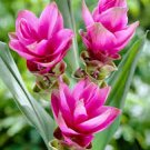 10 Pcs Thailand Curcuma Seeds, Siam Tulip Seeds