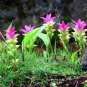 10 Pcs Thailand Curcuma Seeds, Siam Tulip Seeds