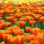100 Pcs Orange Tulip Seeds