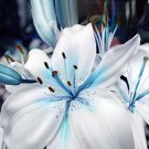 50 Pcs Blue Heart Lily Seeds Potted Plant Bonsai Lily Flower Seeds