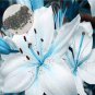 50 Pcs Blue Heart Lily Seeds Potted Plant Bonsai Lily Flower Seeds