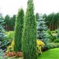 50 Pcs Pencil Point Juniper seeds
