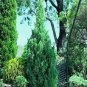 50 Pcs Pencil Point Juniper seeds