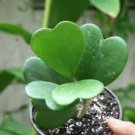 100 Pcs Hoya kerrii Seeds December orchid Family Bonsai Garden Supplies