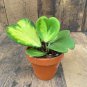 100 Pcs Hoya kerrii Seeds December orchid Family Bonsai Garden Supplies