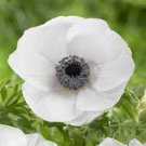 50 Pcs Japanese Anemone Flower Seeds Planting Office Miniplants