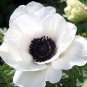 50 Pcs Japanese Anemone Flower Seeds Planting Office Miniplants