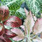 100 Pcs Fittonia verschaffeltii Seeds Mini Easy Planting Fun Indoor Flower Pots Seeds MIX