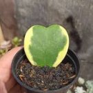 100 Pcs Hoya Kerrii 'Variegate' Seeds Sweetheart Plant Lucky-Heart Succulent