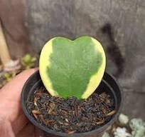 100 Pcs Hoya Kerrii 'Variegate' Seeds Sweetheart Plant Lucky-Heart Succulent