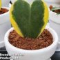 100 Pcs Hoya Kerrii 'Variegate' Seeds Sweetheart Plant Lucky-Heart Succulent