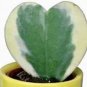 100 Pcs Hoya Kerrii 'Variegate' Seeds Sweetheart Plant Lucky-Heart Succulent