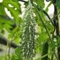 10 Pcs Black Pearl Bitter Vegetables Seeds