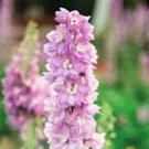 50 Pcs Pinkish Light Purple Delphinium Flowers Seeds