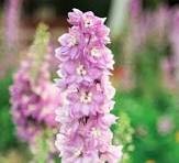 50 Pcs Pinkish Light Purple Delphinium Flowers Seeds