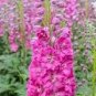 50 Pcs Pinkish Light Purple Delphinium Flowers Seeds
