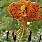 50 Pcs Tiger Skins Lilium Brownii Flower Seeds Balcony Bonsai