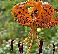 50 Pcs Tiger Skins Lilium Brownii Flower Seeds Balcony Bonsai
