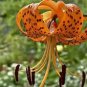 50 Pcs Tiger Skins Lilium Brownii Flower Seeds Balcony Bonsai