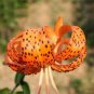 50 Pcs Tiger Skins Lilium Brownii Flower Seeds Balcony Bonsai