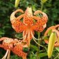 50 Pcs Tiger Skins Lilium Brownii Flower Seeds Balcony Bonsai