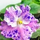 100 Pcs Rare african violet seeds, bonsai flower seeds