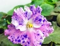100 Pcs Rare african violet seeds, bonsai flower seeds