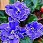 100 Pcs Rare african violet seeds, bonsai flower seeds