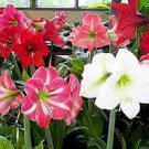 100 Pcs Amaryllis Seeds