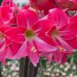 100 Pcs Amaryllis Seeds