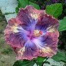 20 Pcs Flower Seeds Giant purple Hibiscus Exotic Coral Flowers