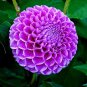 30 Pcs Purple dahlia flower, Dahlias Seeds For DIY Home Garden