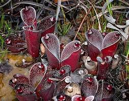 100 Pcs Heliamphora minor Seeds Carnivorous Plants Seeds